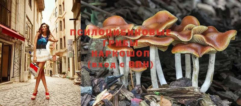 Псилоцибиновые грибы MAGIC MUSHROOMS  мориарти какой сайт  Бугульма 